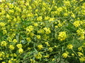 Pretty Yellow Flower