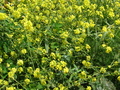 Pretty Yellow Flower