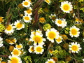 Pretty Daisies (I think)