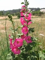 Pretty Pink Flower