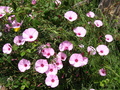 Pretty Pink Flower