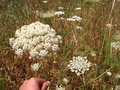 Queen Annes Lace