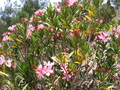 Pretty Pink Flower