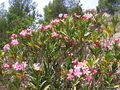 Pretty Pink Flower