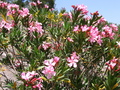 Pretty Pink Flower