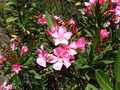 Pretty Pink Flower