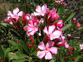 Pretty Pink Flower