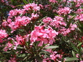 Pretty Pink Flower