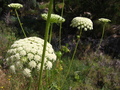 Queen Annes Lace