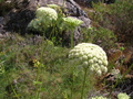 Queen Annes Lace