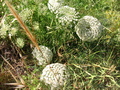 Queen Annes Lace