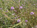 Pretty Purple Flower