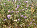 Pretty Purple Flower